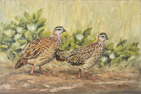 Crested Francolin pair