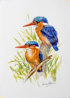 Malachite-Kingfishers