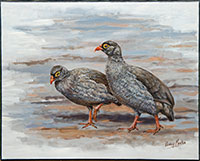 Red-billed-Spurfowl