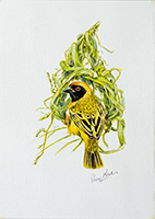 Southern-Masked-Weaver